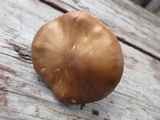 Tricholoma albobrunneum image