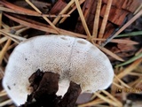 Hydnellum concrescens image