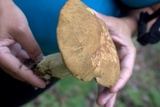 Boletus huronensis image