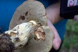 Boletus huronensis image