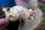 Boletus huronensis image