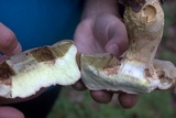 Boletus huronensis image