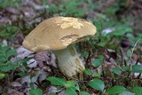 Boletus huronensis image