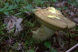 Boletus huronensis image