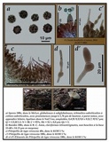 Lactarius lignyotus image
