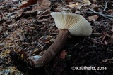 Lactarius lignyotus image