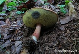 Imleria badia image