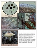 Russula grata image