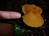 Marasmius cladophyllus image