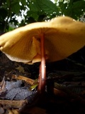 Marasmius cladophyllus image