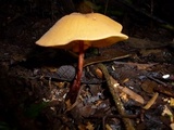 Marasmius cladophyllus image