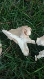Clitopilus prunulus image