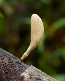 Xylaria telfairii image