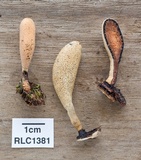 Xylaria telfairii image