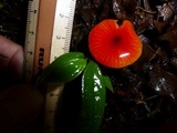 Hygrocybe hypohaemacta image