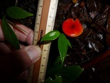 Hygrocybe hypohaemacta image
