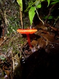 Hygrocybe hypohaemacta image