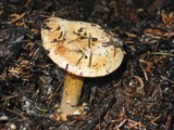 Cortinarius polymorphus image