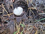 Geastrum coronatum image