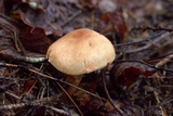 Cortinarius armillatus image