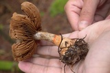Cortinarius armillatus image