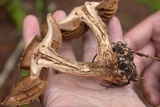 Cortinarius armillatus image