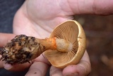 Cortinarius armillatus image