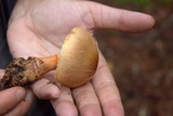 Cortinarius armillatus image
