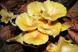 Chrysomphalina strombodes image