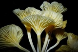 Chrysomphalina strombodes image