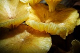 Chrysomphalina strombodes image