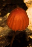 Marasmius siccus image