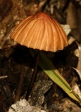 Marasmius siccus image