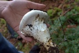Catathelasma ventricosum image