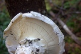 Catathelasma ventricosum image