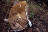 Tylopilus felleus image