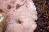 Tylopilus felleus image