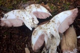 Tylopilus felleus image