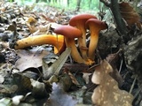 Omphalotus olearius image