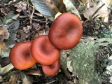 Omphalotus olearius image