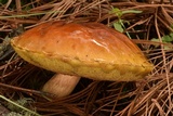 Boletus rubriceps image