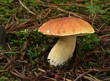 Boletus rubriceps image