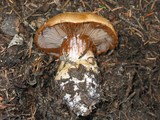 Cortinarius polymorphus image