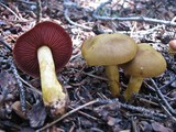 Cortinarius semisanguineus image