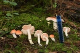 Hygrophorus pudorinus image