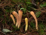 Clavariadelphus truncatus image