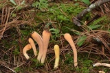 Clavariadelphus truncatus image