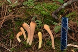 Clavariadelphus truncatus image