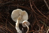Limacella illinita image