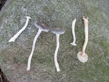 Cantharellula umbonata image